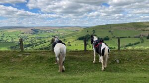 Freerein Riding Adventures 