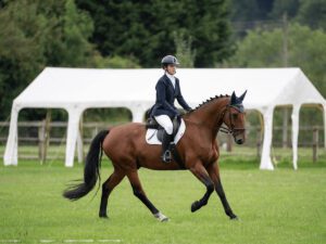 Beginner-Friendly Summer Horse Shows in the UK