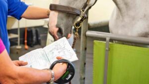 Equestrian Passport Rules After Brexit 