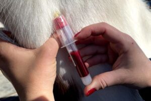 Equine bloodwork and drug screening 
