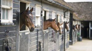 Introducing to the Herd and Riding