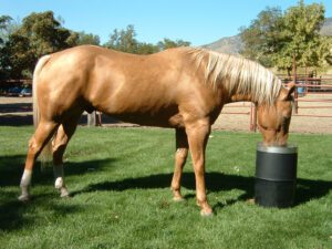 How Electric and Non-Electric Waterers Work 
