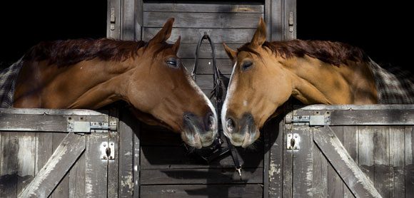Making the transition easier for your new horse