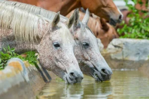 Keep Your Horse Hydrated 