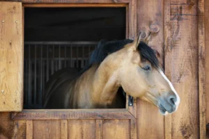 Making the transition easier for your new horse