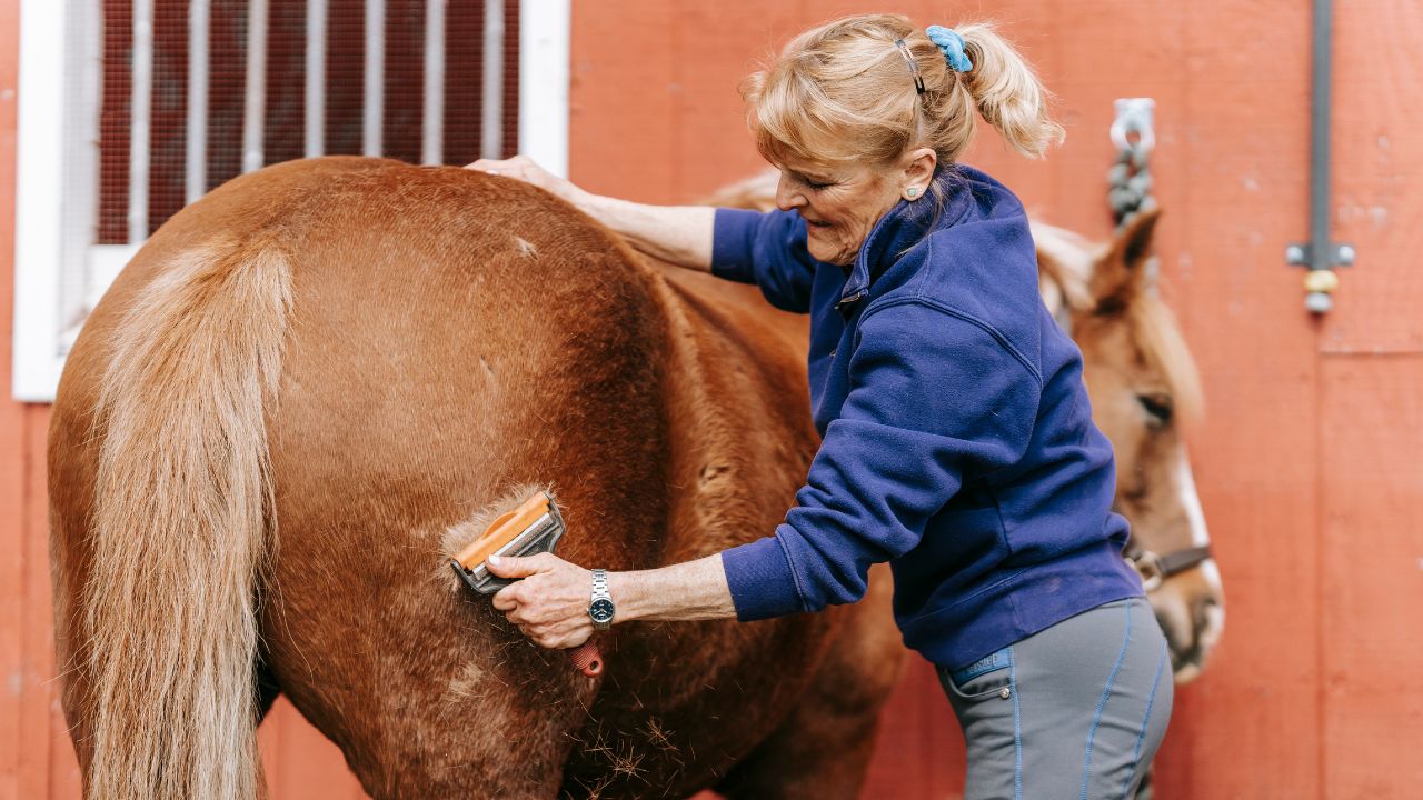 Preparing Your Horse for Sale: Clean Stable, Clean Horse, and Clean Tack Matter