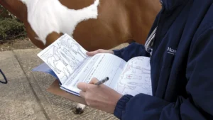 Preparing for the Examination 