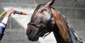 Recognise and Respond to Heat Stress