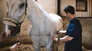 Step-by-Step Breakdown of the horses Exam 