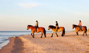 Top 5 Horseback Riding Holidays in the UK for Summer 2025