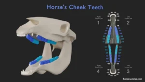 Understanding Horse Teeth Anatomy 
