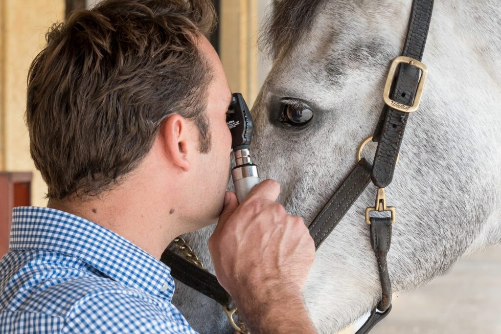 Understanding the Equine Pre-Purchase Examination