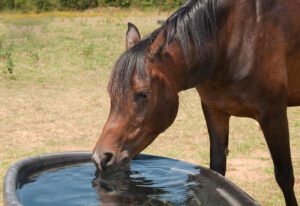 Using soaked hay and flavouring water 