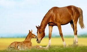 A chestnut mare nuzzles her foal resting in a lush green meadow under a clear blue sky. The scene conveys warmth and tenderness. 