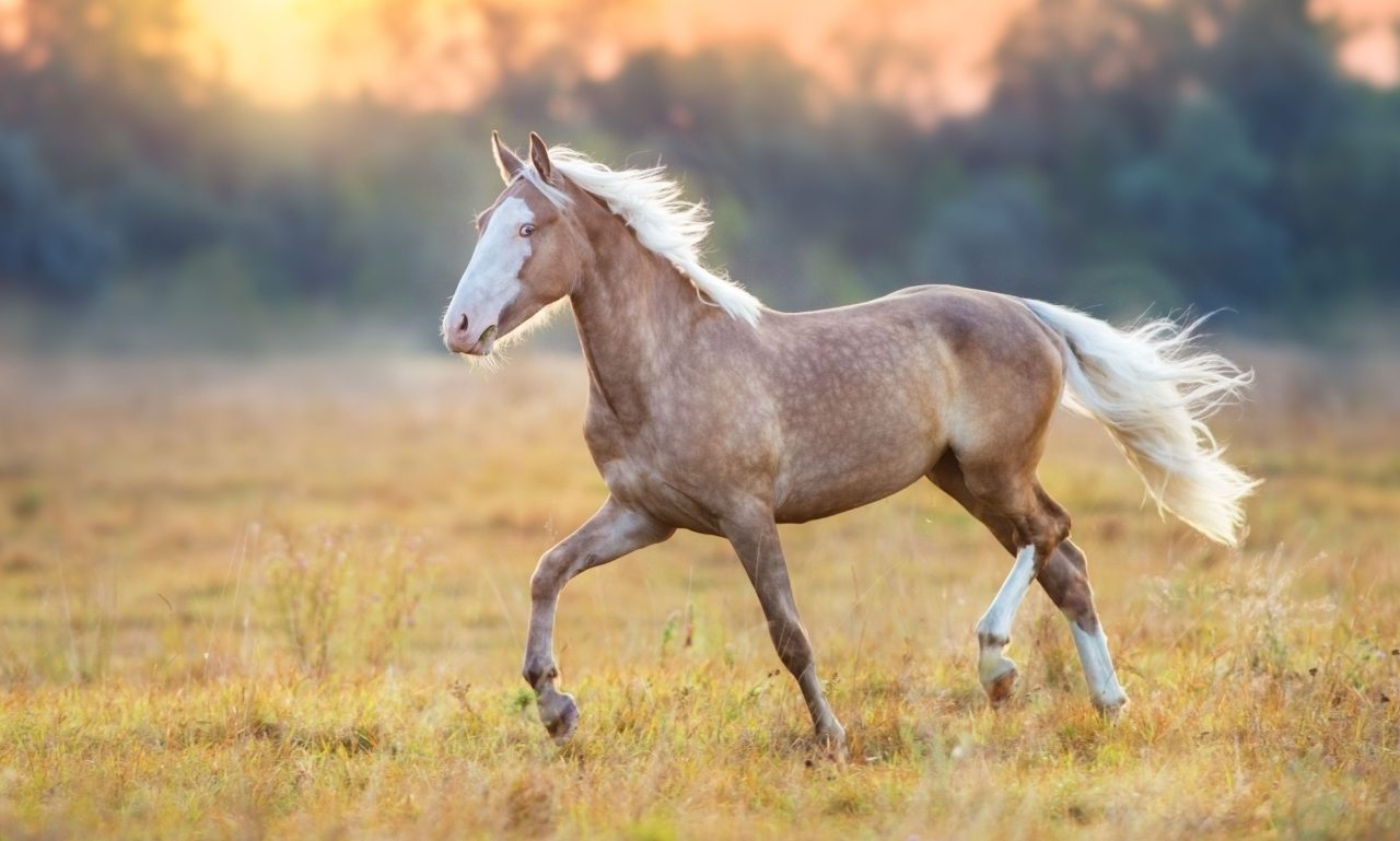 Broodmares Horses for Loan UK – Free Loan Options for Breeding Programs