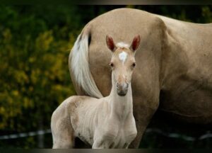 "Akhal-Teke horse in the UK, representing European buyers and market" 