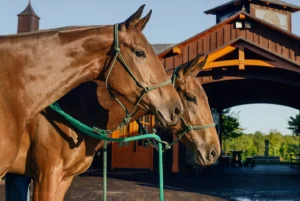 Ideal for the blog header or “What Are Ex-Polo Ponies?” section