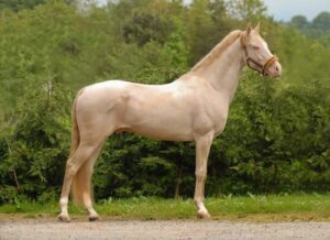 Platinum Akhal-Teke Horse Price 