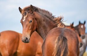 What if the Horse Is on Loan or Shared Ownership