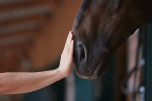 What to Disclose When Selling Your Horse 
