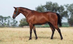 Where Can You List a Horse for Sale Legally in the UK