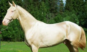 The Priceless Beauty of the Akhal-Teke Horse 