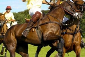 ex polo ponies for sale