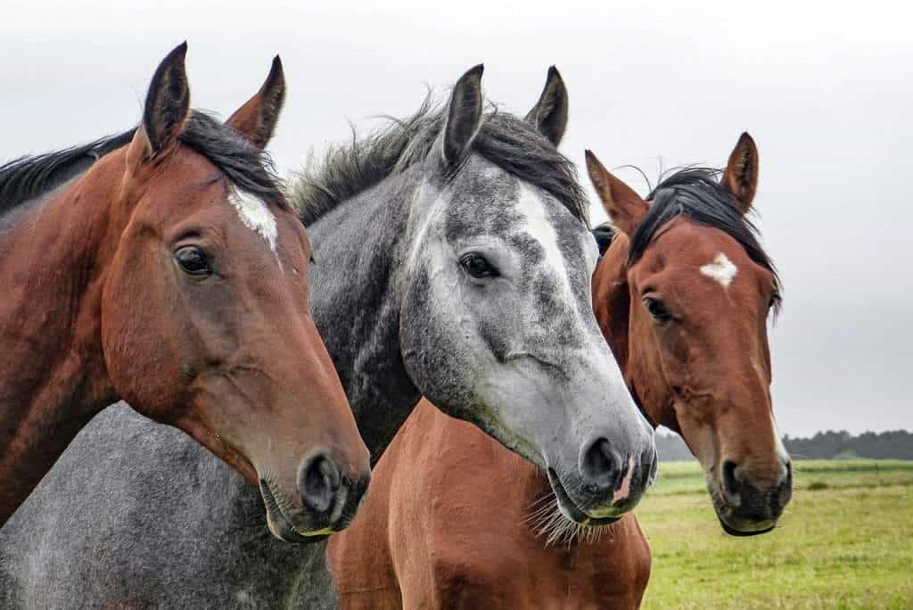 How to Sell Your Horse Legally in the UK – A Practical Guide for Horse Owners