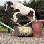 Coloured Irish Draught x Irish Sports Horse
