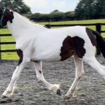 Coloured Irish Draught x Irish Sports Horse