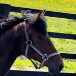 Cavello Colt