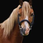 5-Year-Old Chestnut Gelding