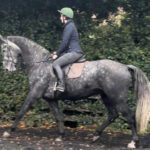 Irish Sports Horse Grey Gelding – 7 Years – 17.2 Hands