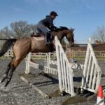 All Round Thoroughbred 16.2 Gelding