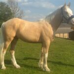 blaze-2-year-old-gelding