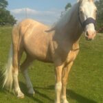 blaze-2-year-old-gelding-north-yorkshire