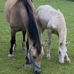 blaze-2-year-old-gelding-with-friend