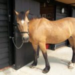 Welsh Section D Dun Mare