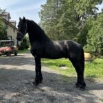 GOLBERG 7 years old Black Friesian for sale